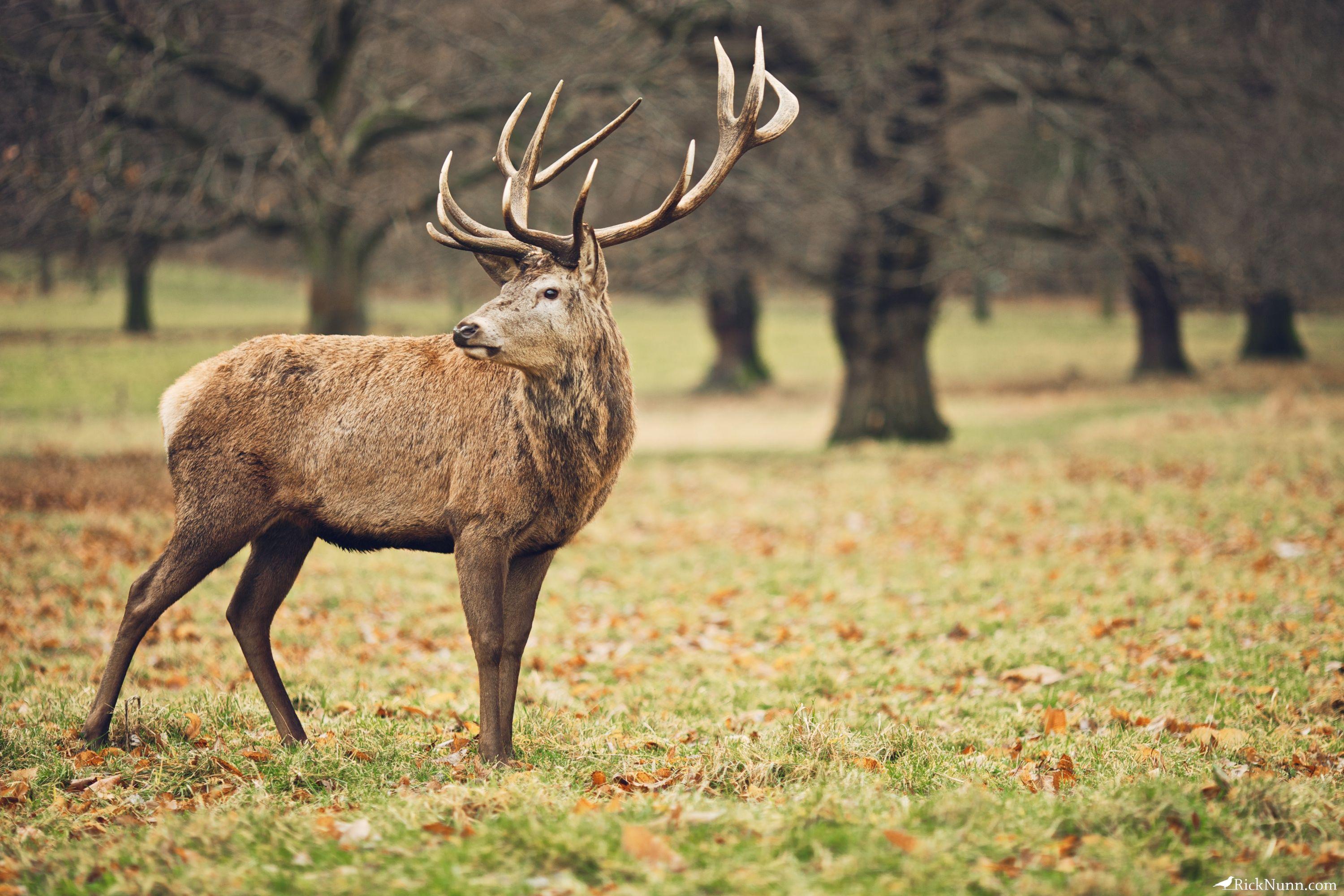 Deer HD Wallpaper