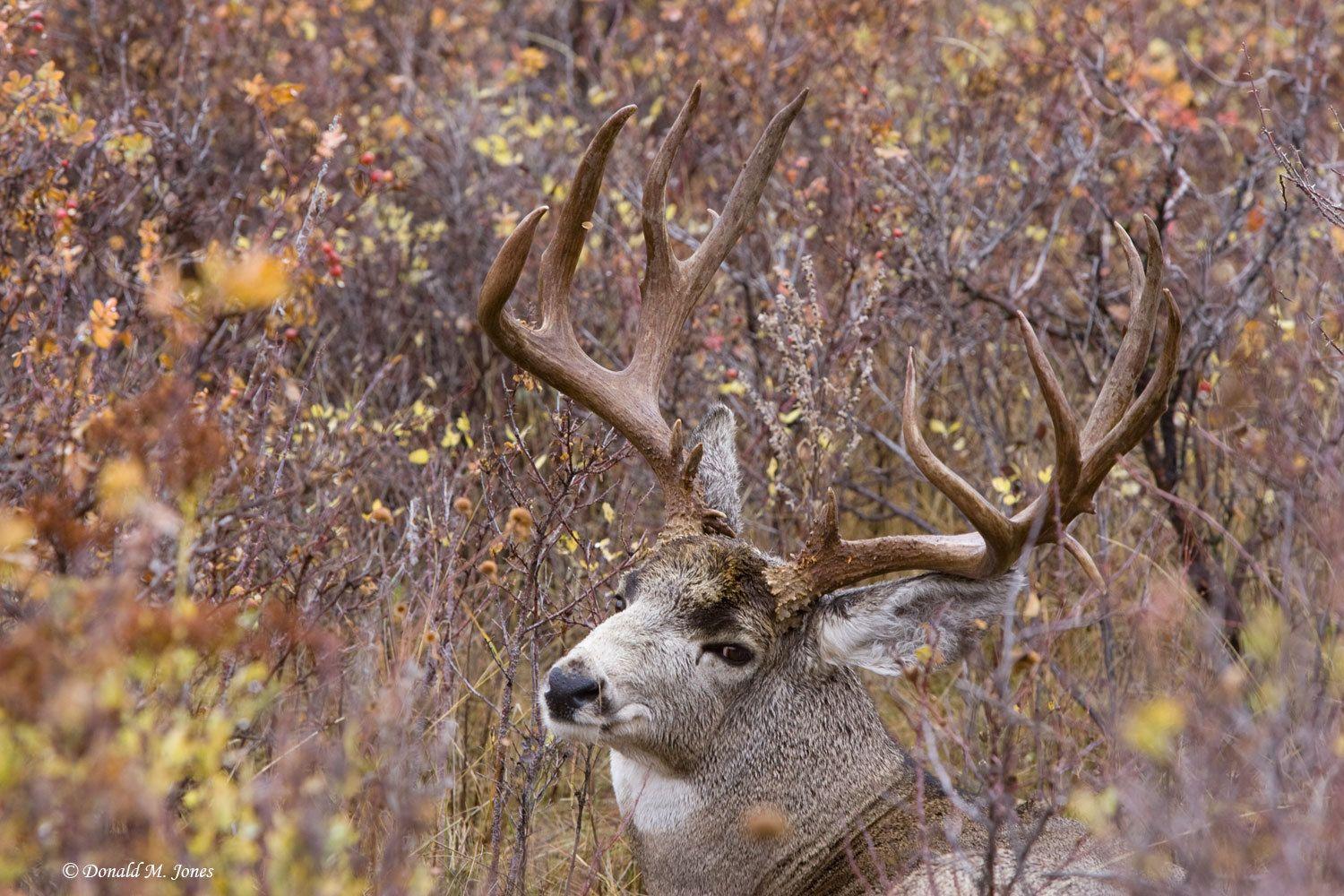 Mule Deer Buck Wallpaper Mobile Animal Wallpaper. Art Wallpaper