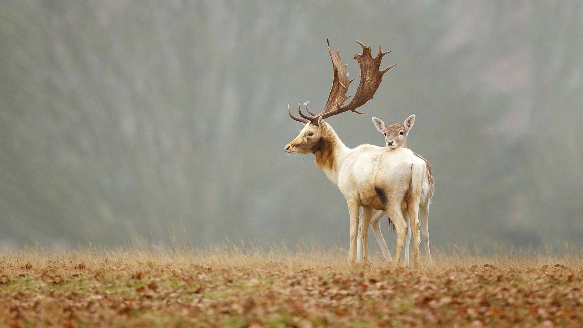 Deer Wallpaper. Free Download Latest Cute Animals HD Desktop Image
