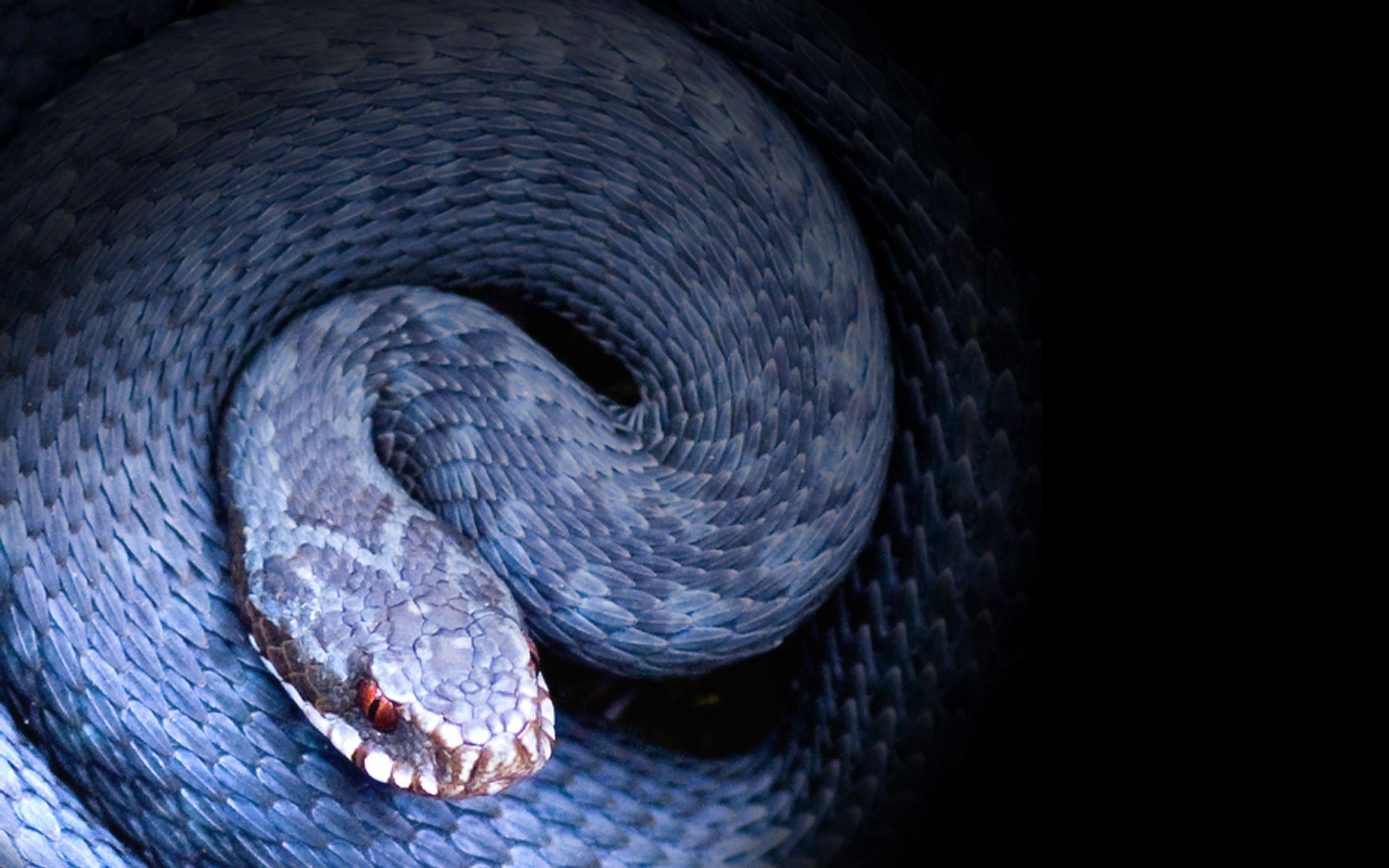Beautiful Snake Wallpaper HD Image
