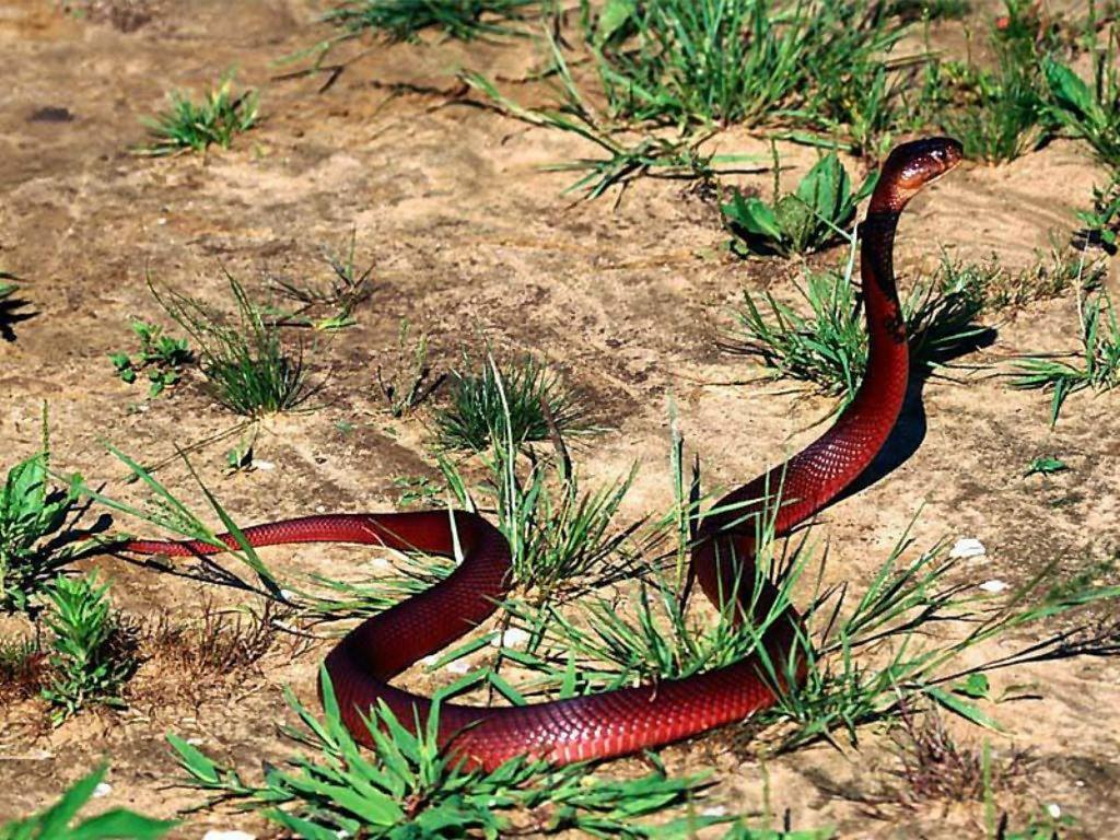 3D King Cobra Snake Wallpaper