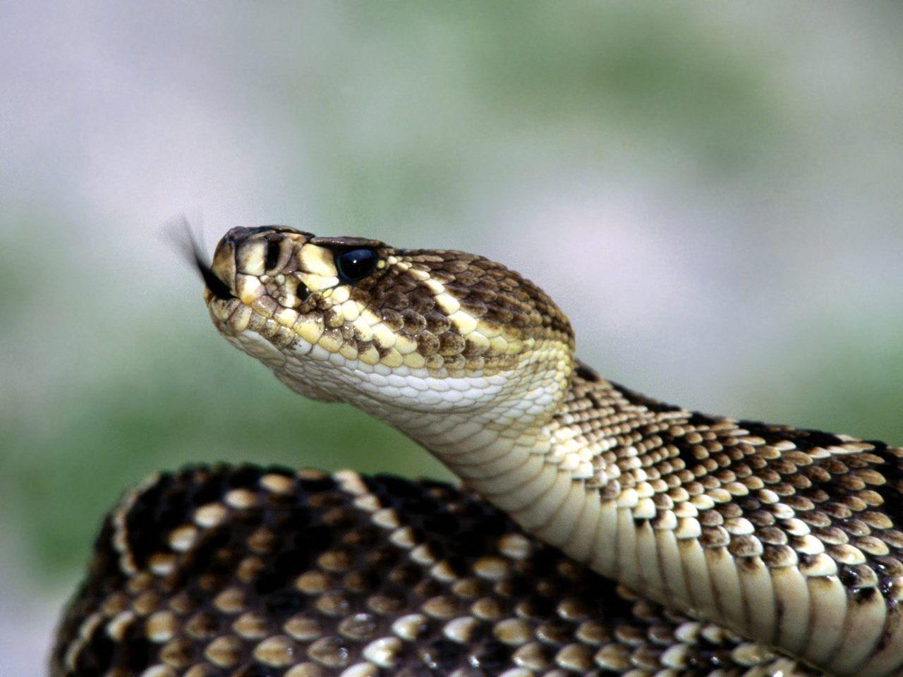Rattle Snake Wallpaper. Animal Wallpaper. Snake