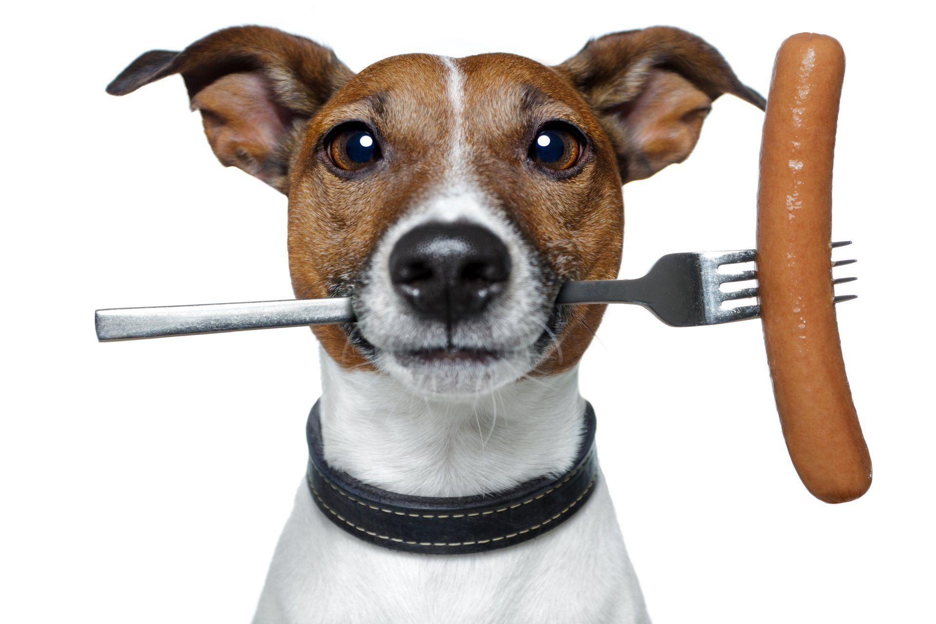 jack russell terrier fork sausage humor white background HD wallpaper