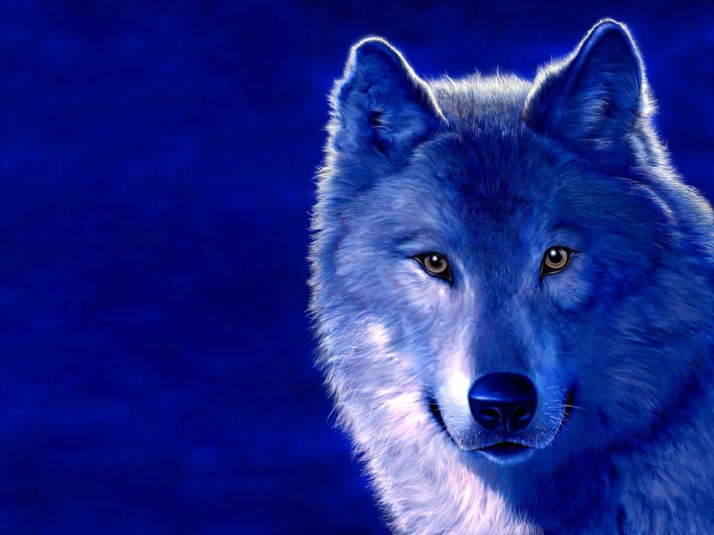 Free and Background.. Free Blue wolf Wallpaper