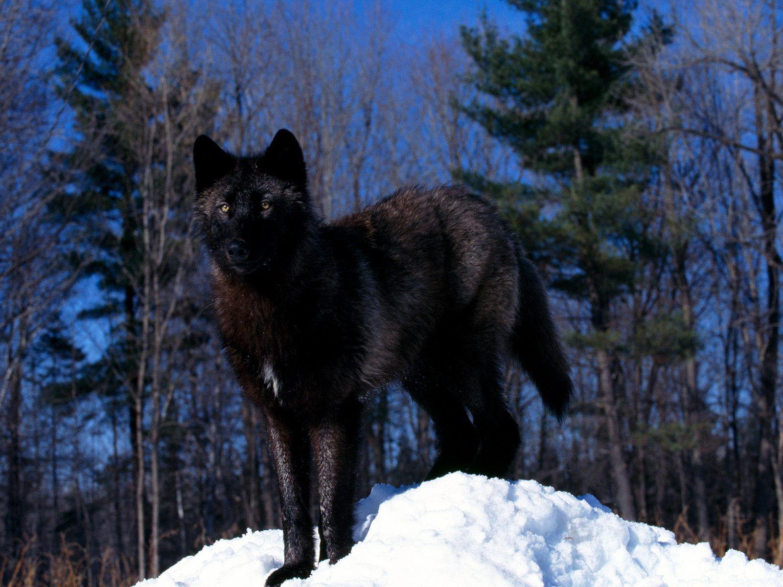 Black Wolf Wallpaper for Desktop