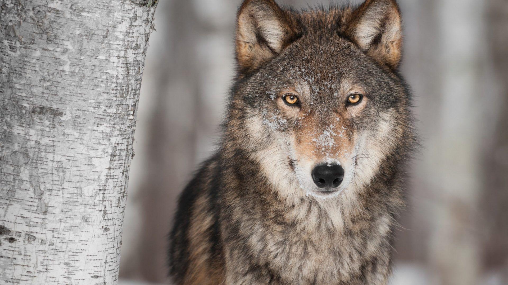 Snow Tag wallpaper: Wolf Snow Carnivore Predator Wolves