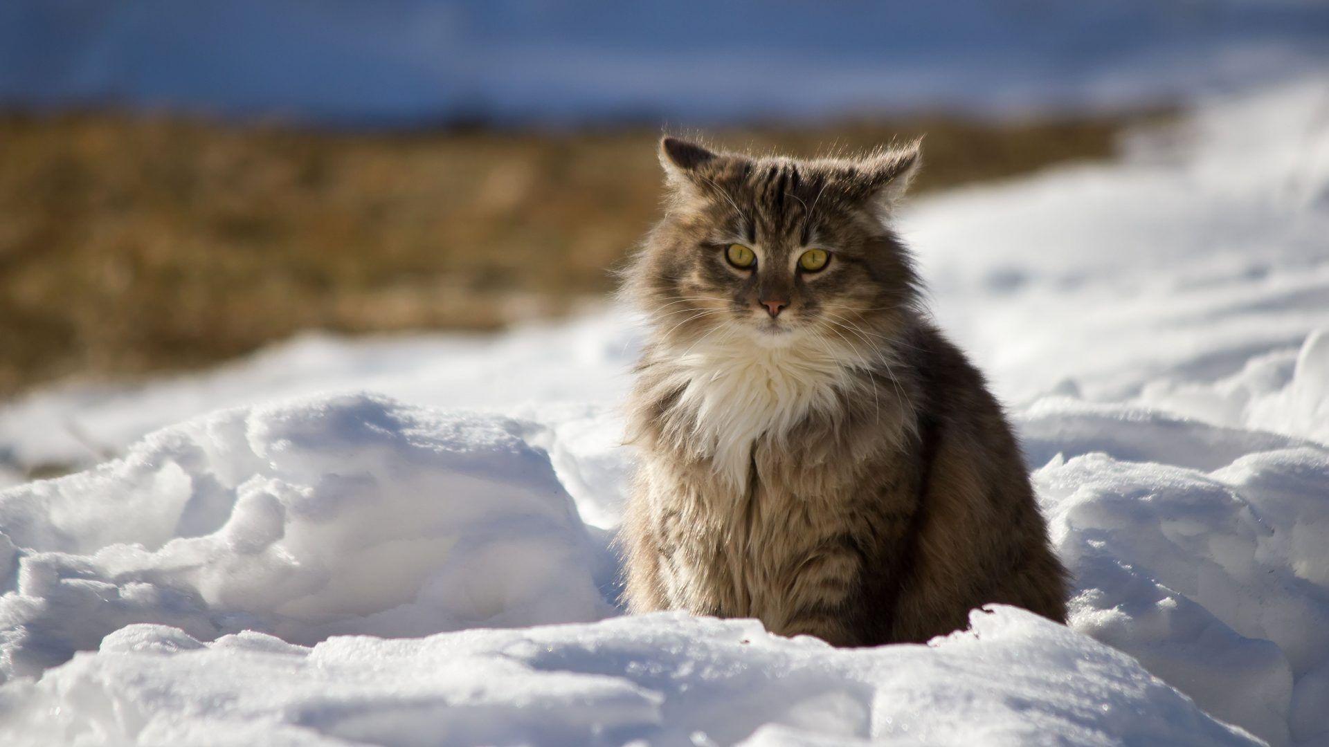 Winter Tag wallpaper: Winter Snow Animals Lynx Cats