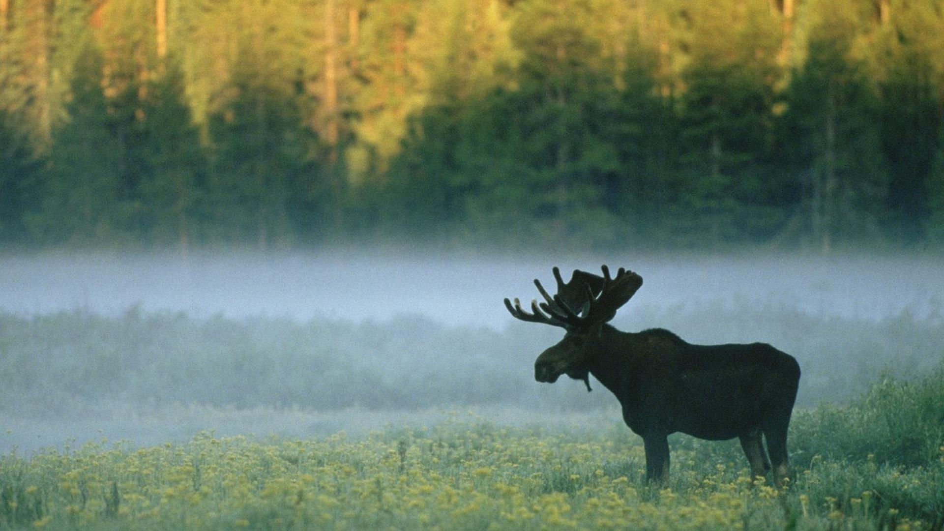 Mist wyoming standing yellowstone national park moose wallpaper