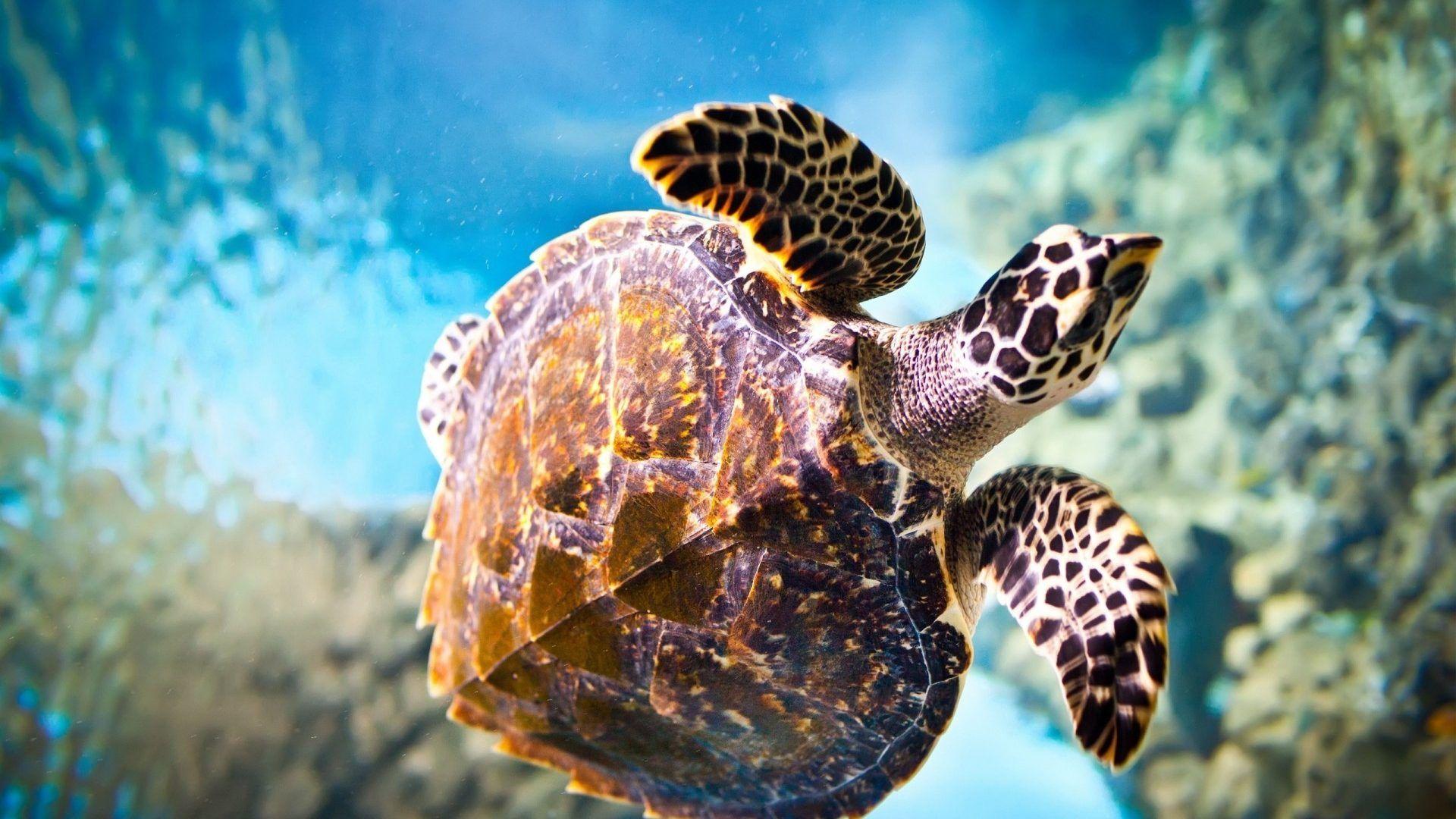 Animals: Turtle Sea Ocean Underwater Animal Wallpaper Gallery
