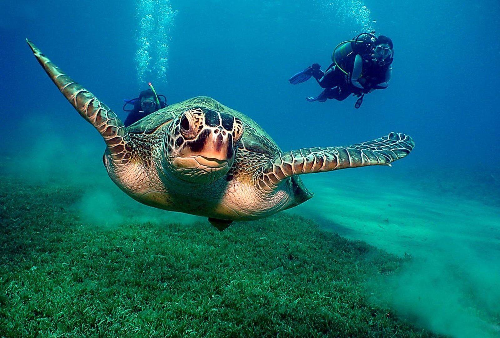Animals: Ocean Animals Diver Turtles Animal Wallpaper HD Desktop