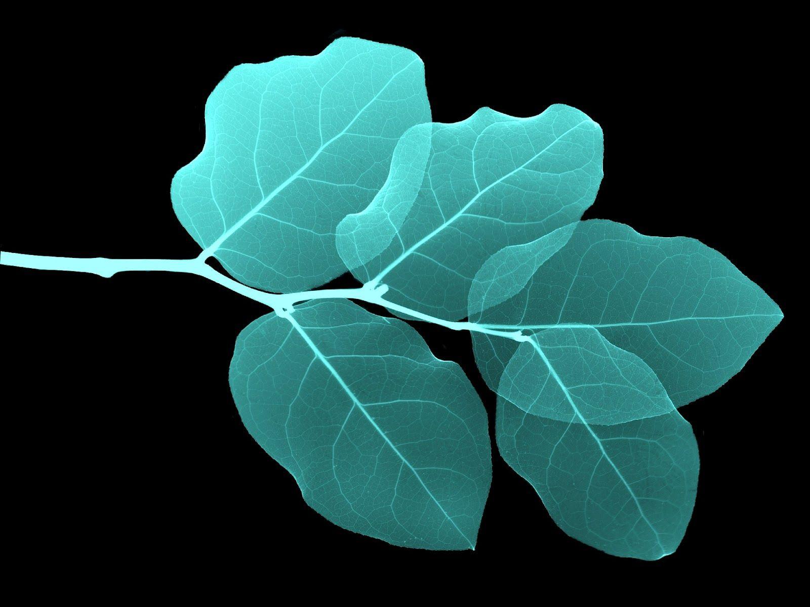 Leaves Background. Black and White Wallpaper: Turquoise Leaves