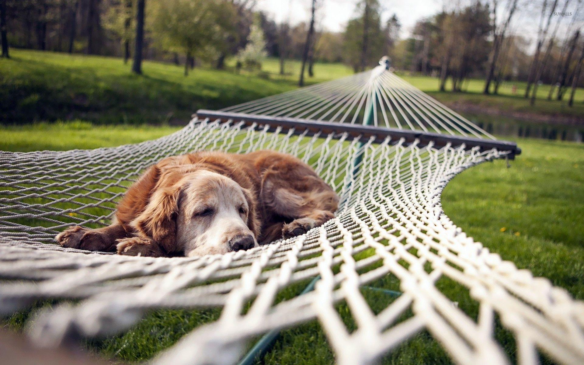 Dog resting in a hammock wallpaper wallpaper