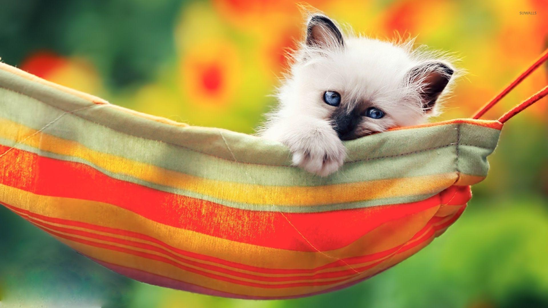 Kitten in the hammock wallpaper wallpaper