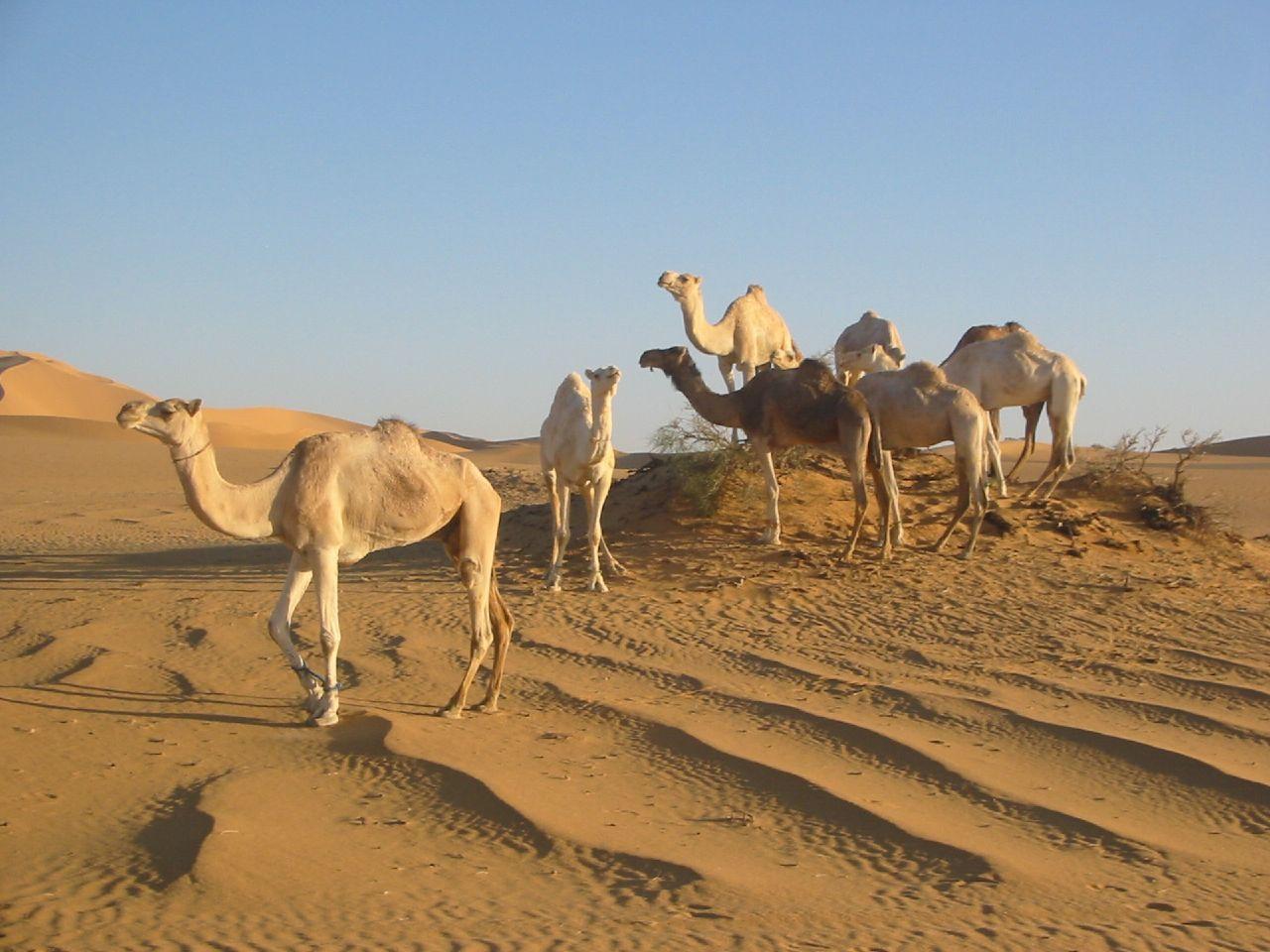 Sahara Desert Animals and Plants. Libya of the hottest