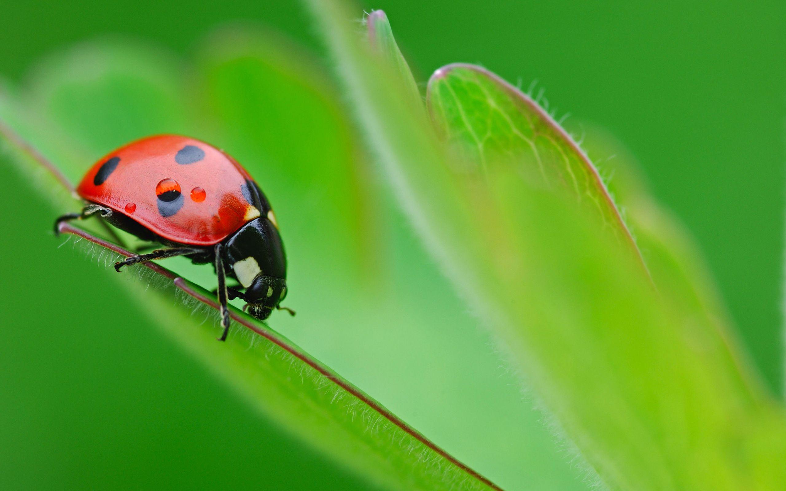 ladybug desktop wallpaper