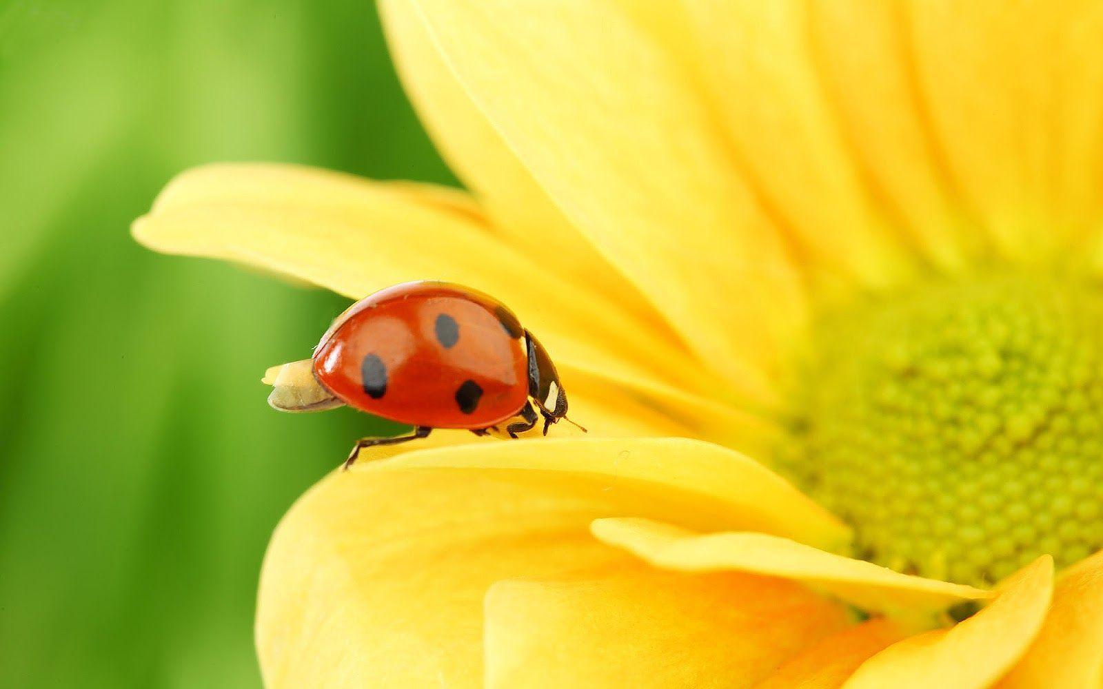 Ladybug walking on a yellow flower. HD Animals Wallpaper