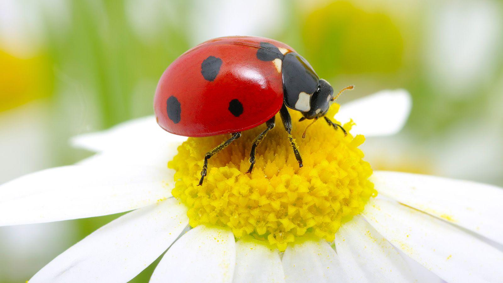 Ladybugs wallpaperx900