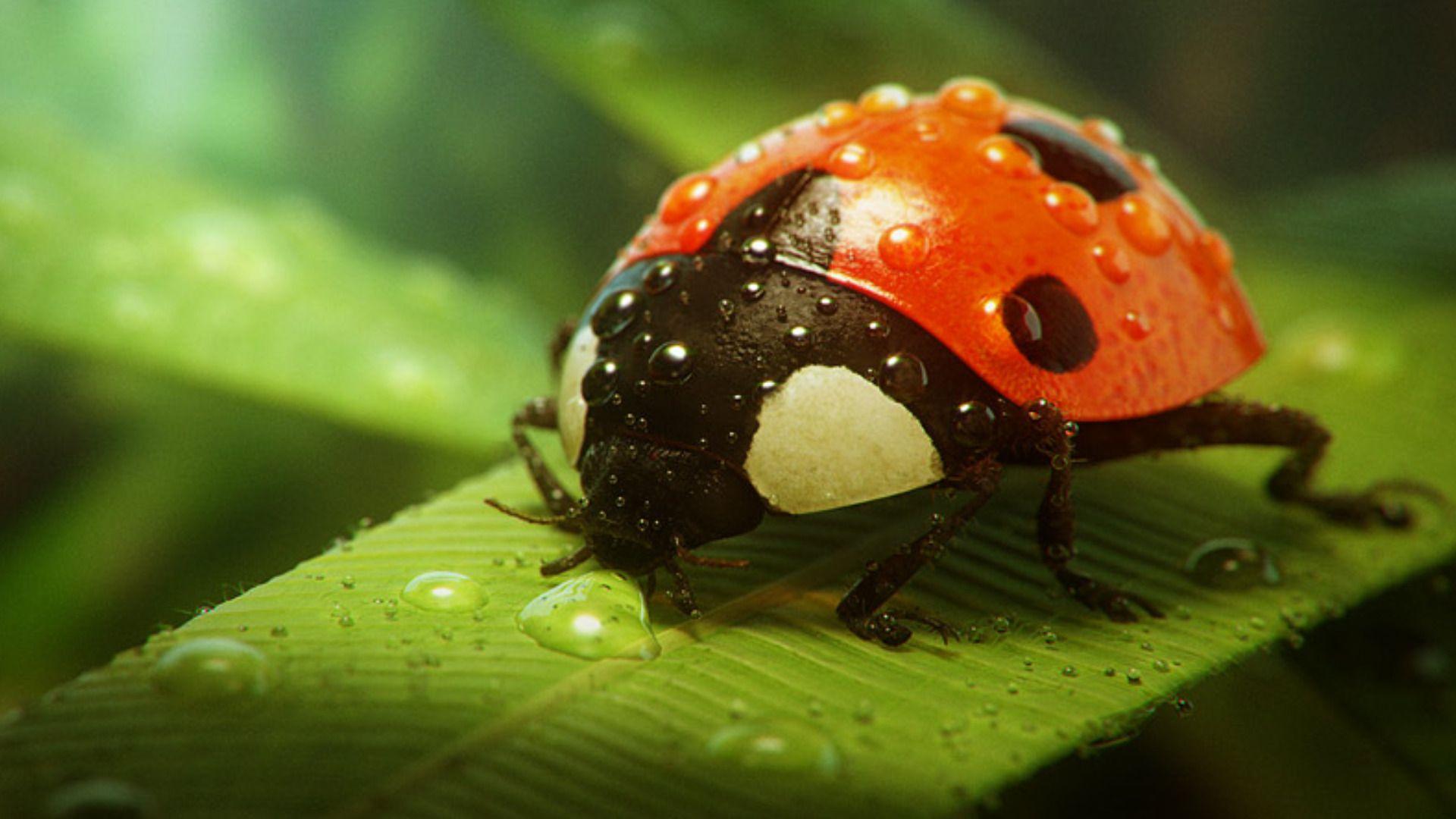 Ladybug Wallpaper Desktop