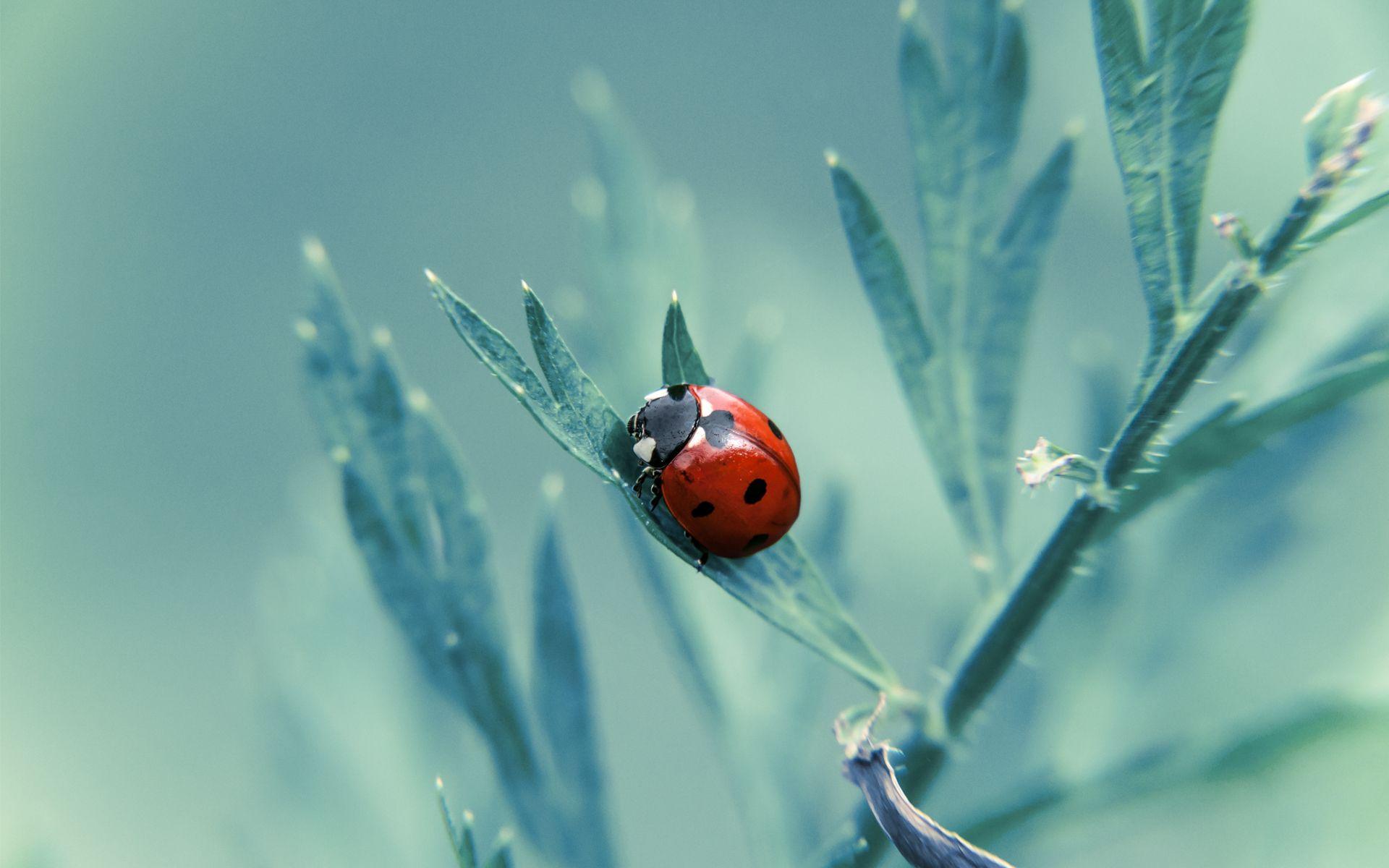 Ladybug Background, #HGA14 Fine Wallpaper