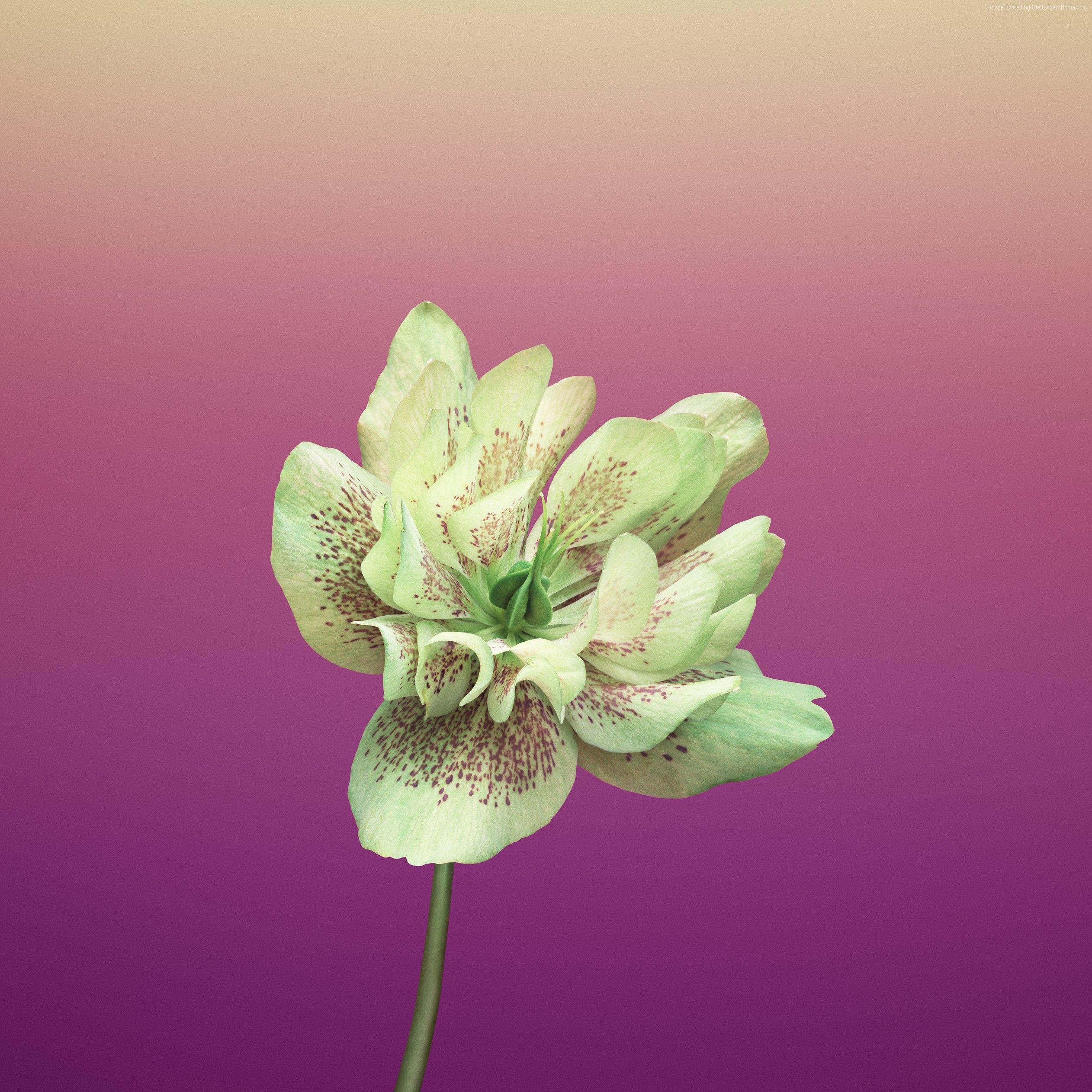 Wallpaper iPhone X wallpaper, iPhone flower, iOS retina, 4k