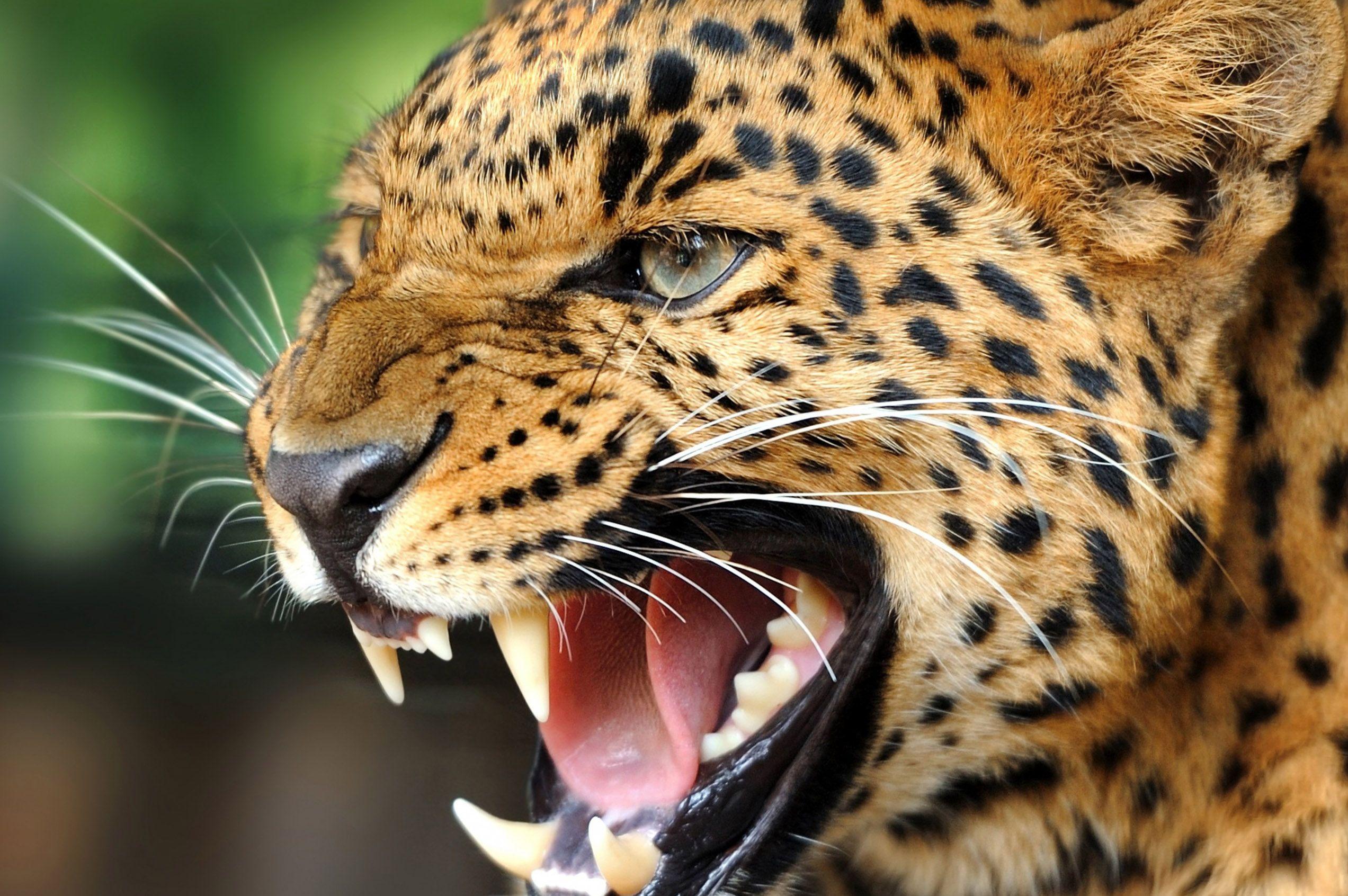 Wild Animals HD Wallpapers Wallpaper Cave