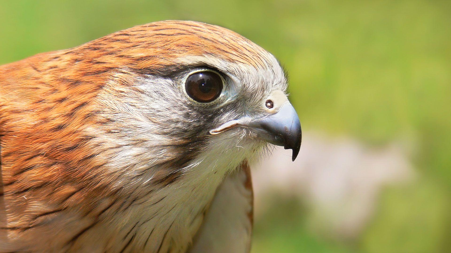 Wild Animals Australian Kestrel Falcon Fullhd X Free HD 351452