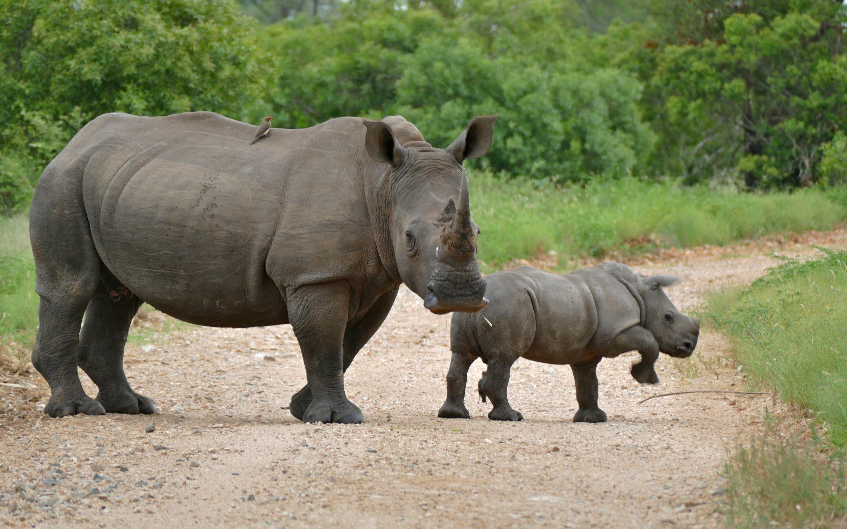 Wild Animals: Rhinoceros. HD Wallpaper · 4K