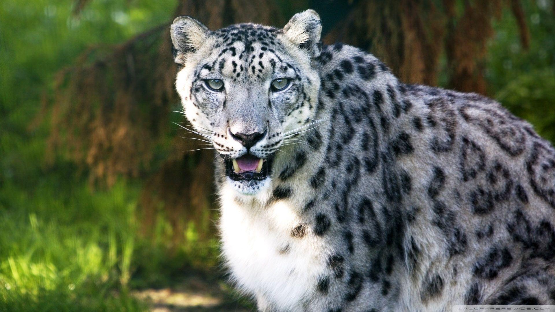Snow Leopard Wild Animal HD desktop wallpaper, Widescreen, High