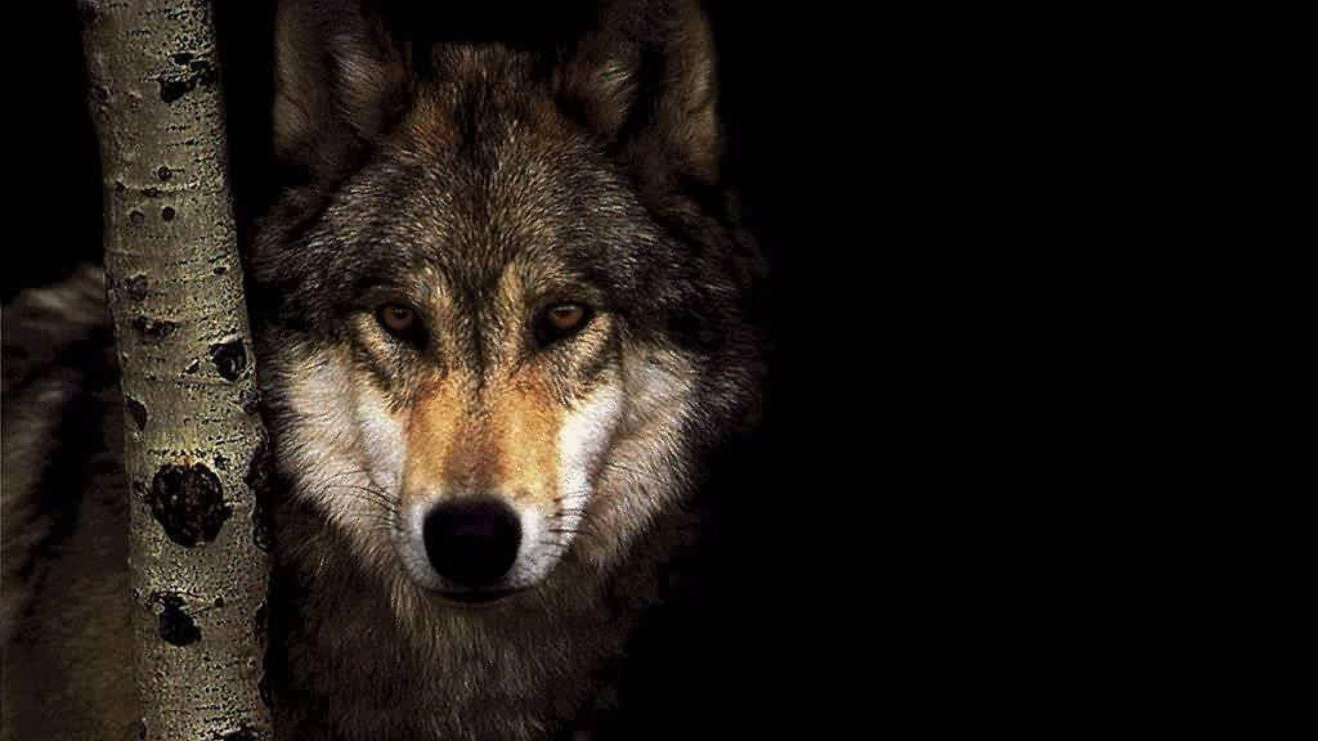 Wolf Wild Animals HD Wallpaper