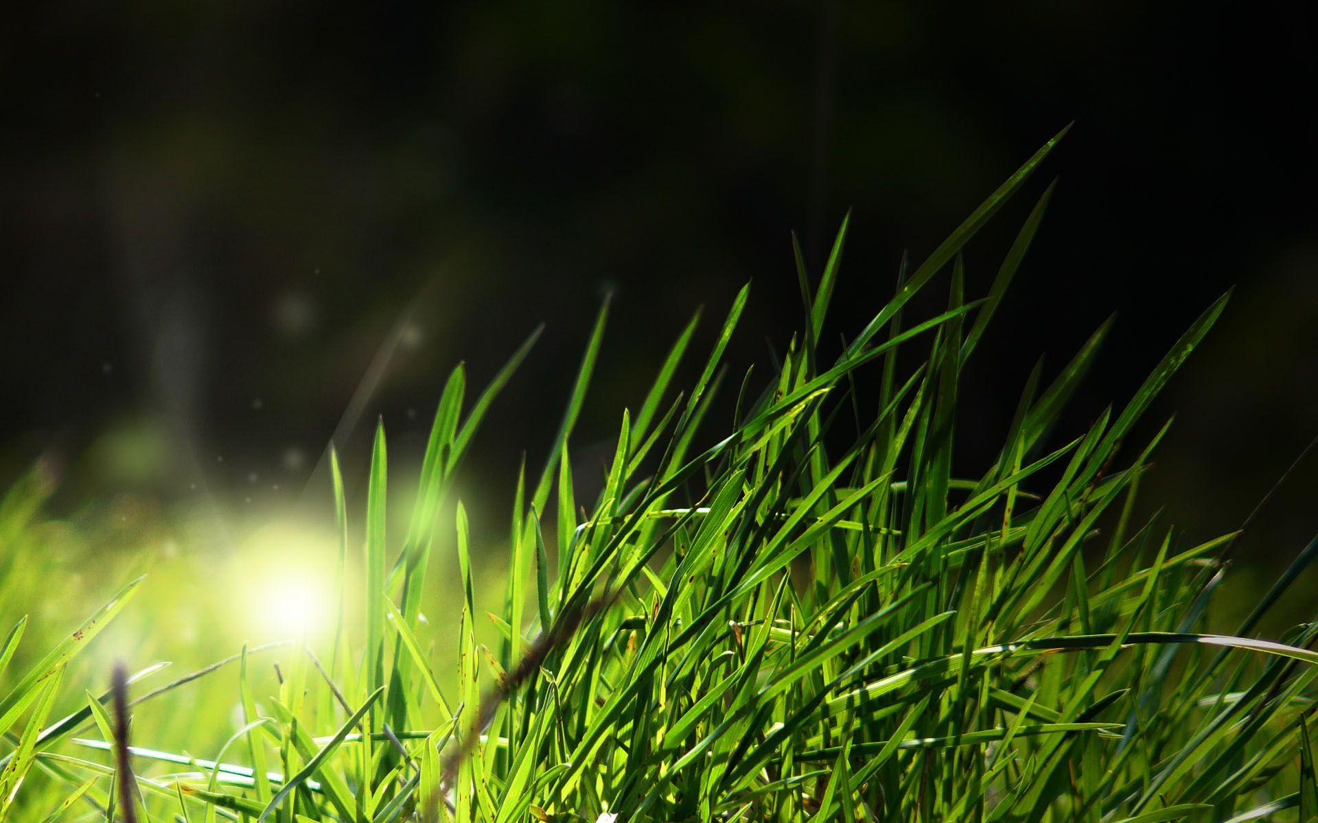 Light Effect In The Grass HD 16 10