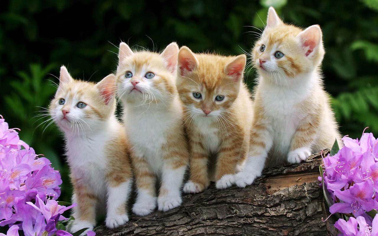 cute baby cats wallpaper