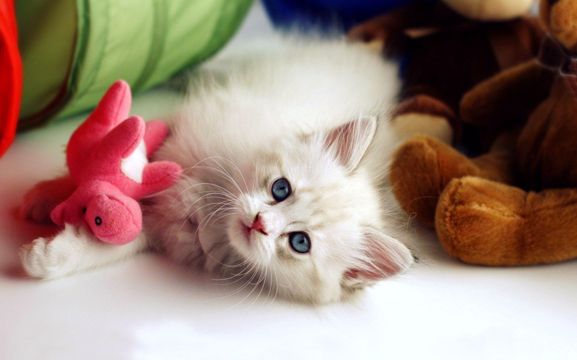Cute Baby Cat Wallpaper HD / Desktop and Mobile Background