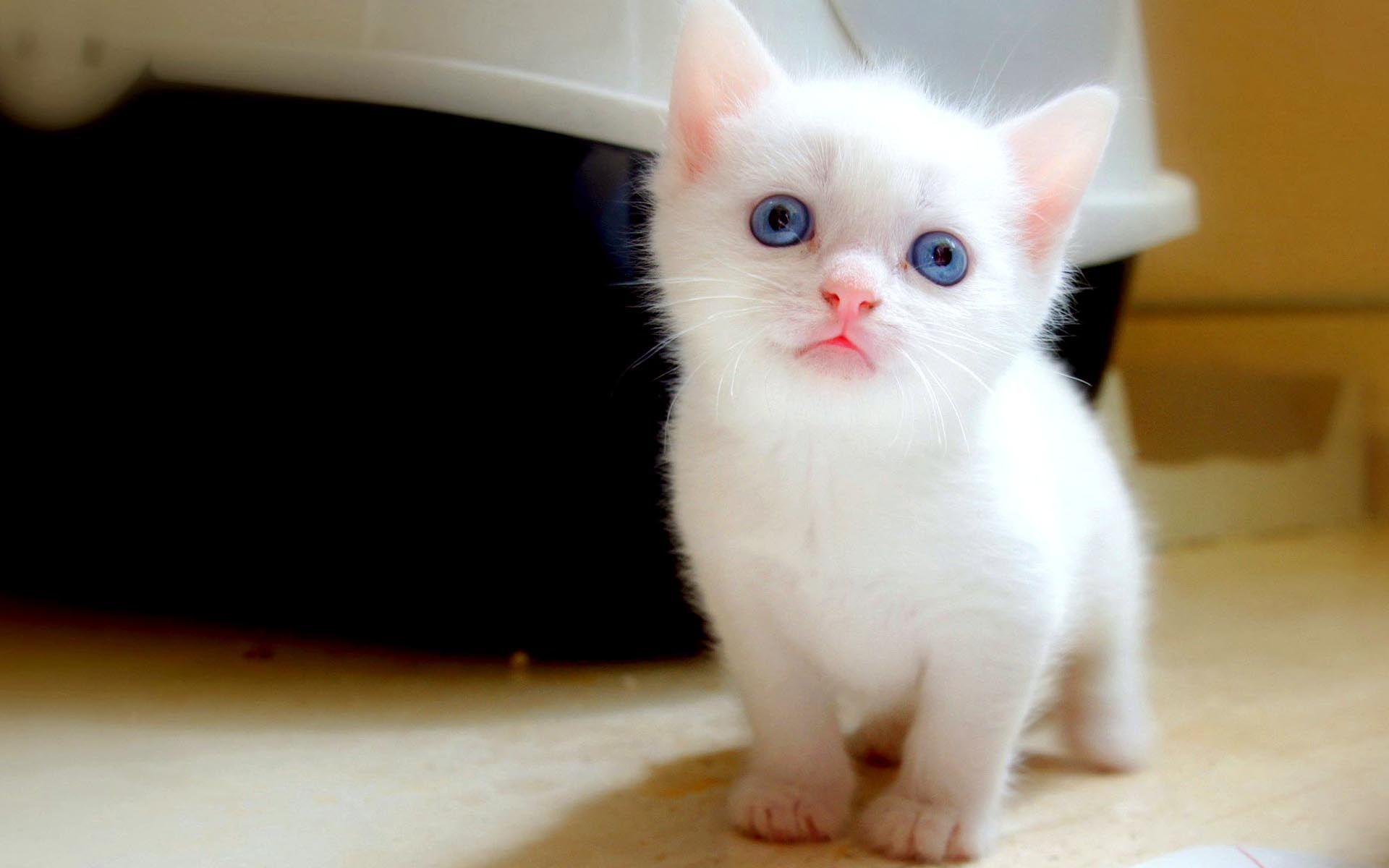 Cute White Baby Cat Wallpaper HD / Desktop and Mobile Background