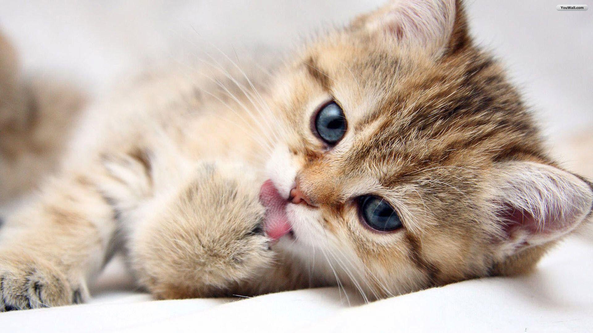Cute Baby Cats Wallpaper (39 Wallpaper)