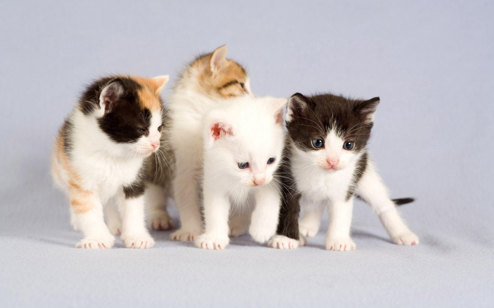 Collection of Baby Cat Wallpaper on HDWallpaper 1920×1200 Cute