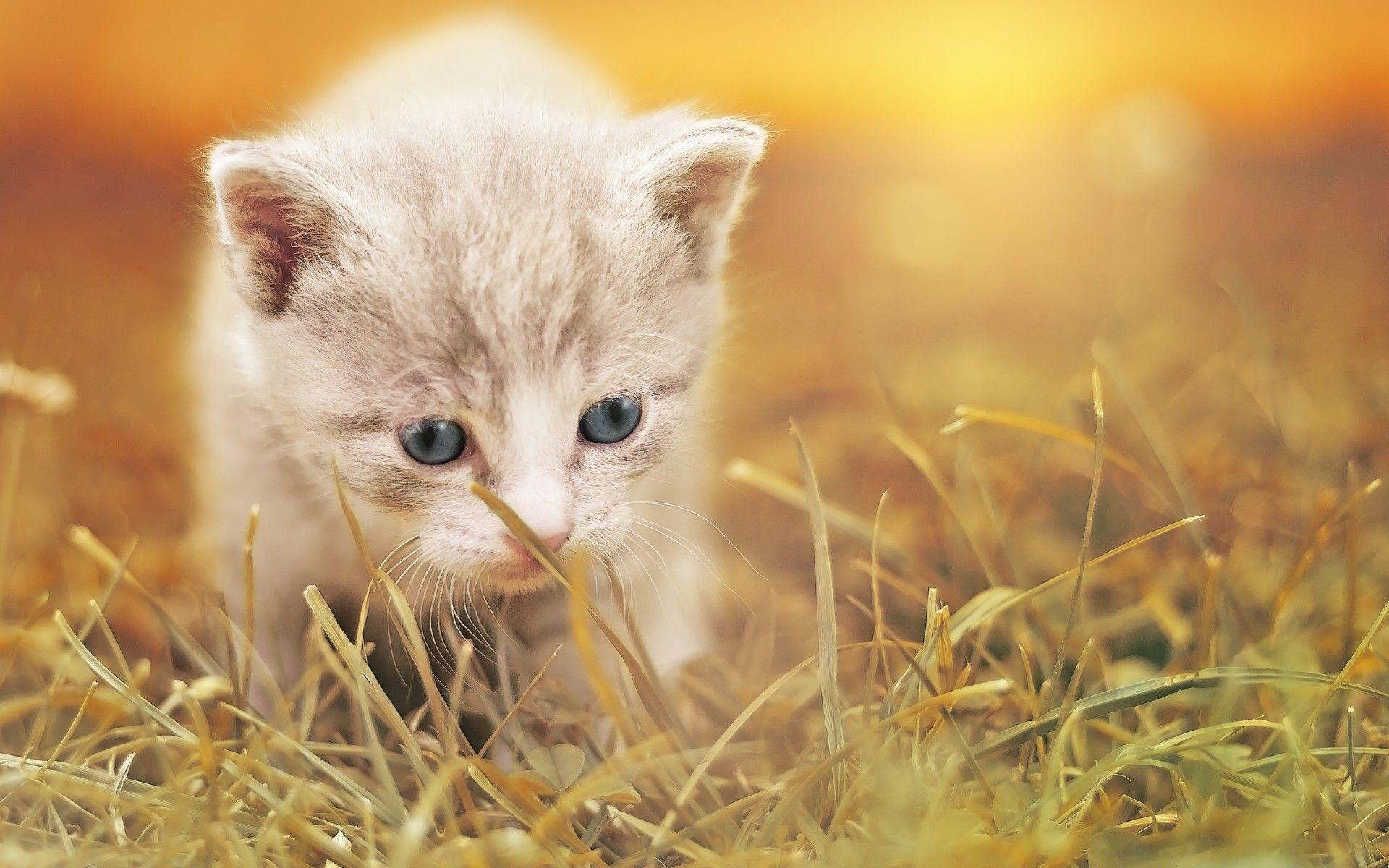 Wallpaper Baby cat, Cute kitten, Adorable, HD, Animals