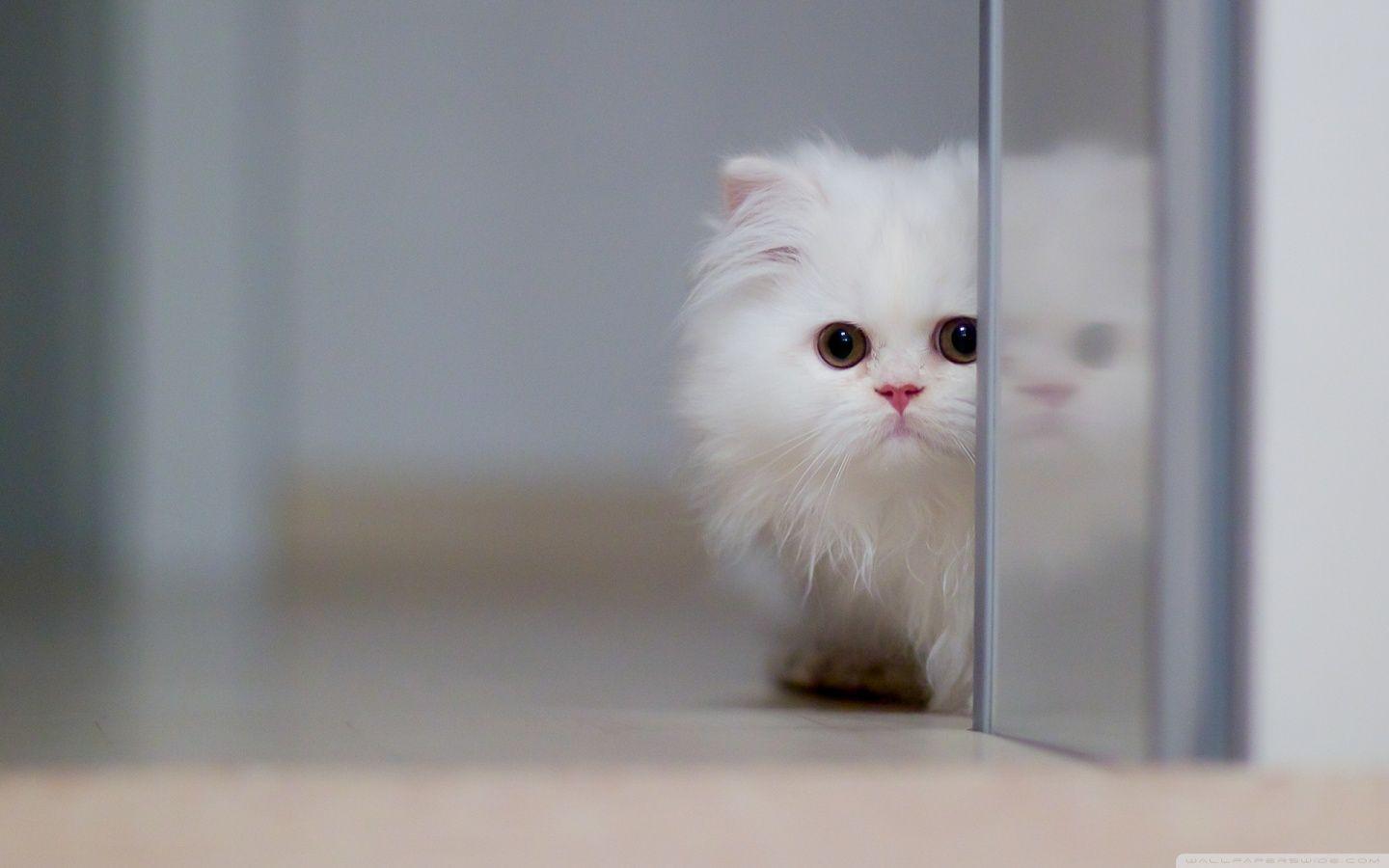 Cute White Cat HD desktop wallpaper, Widescreen, High Definition