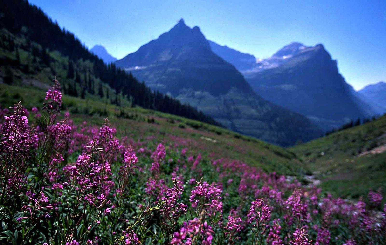 Glacier Tag wallpaper: Landscape Usa Mountains National Montana