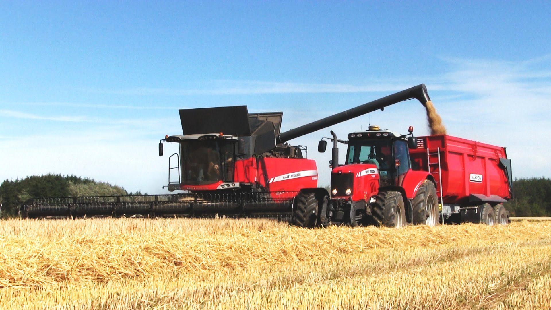 Barley Harvest. Massey Ferguson 9380 Delta Combine. MF 7499 Dyna