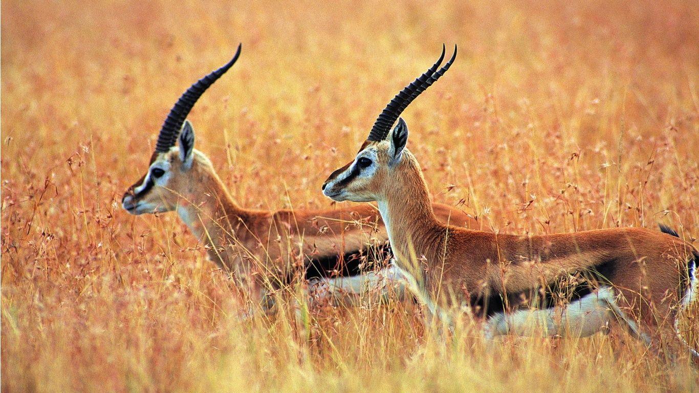 Antelope Wallpaper