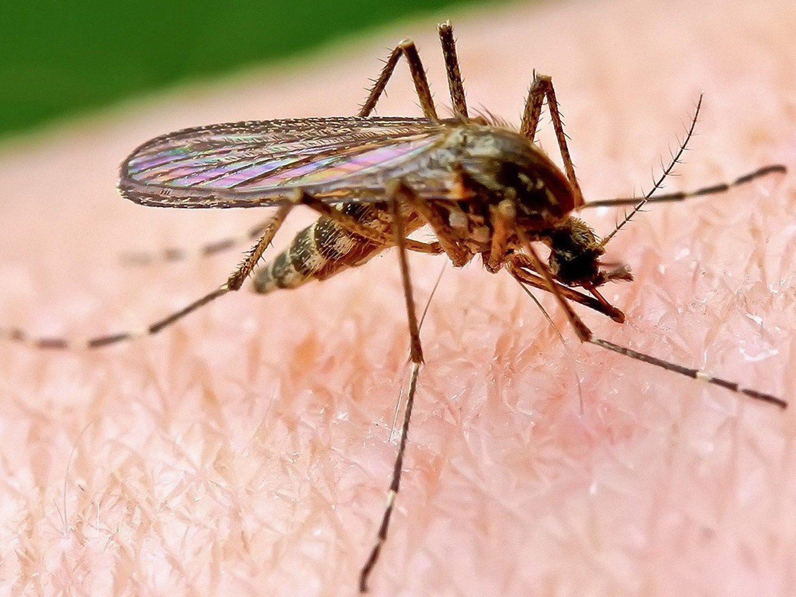 Mosquito HD Wallpaper