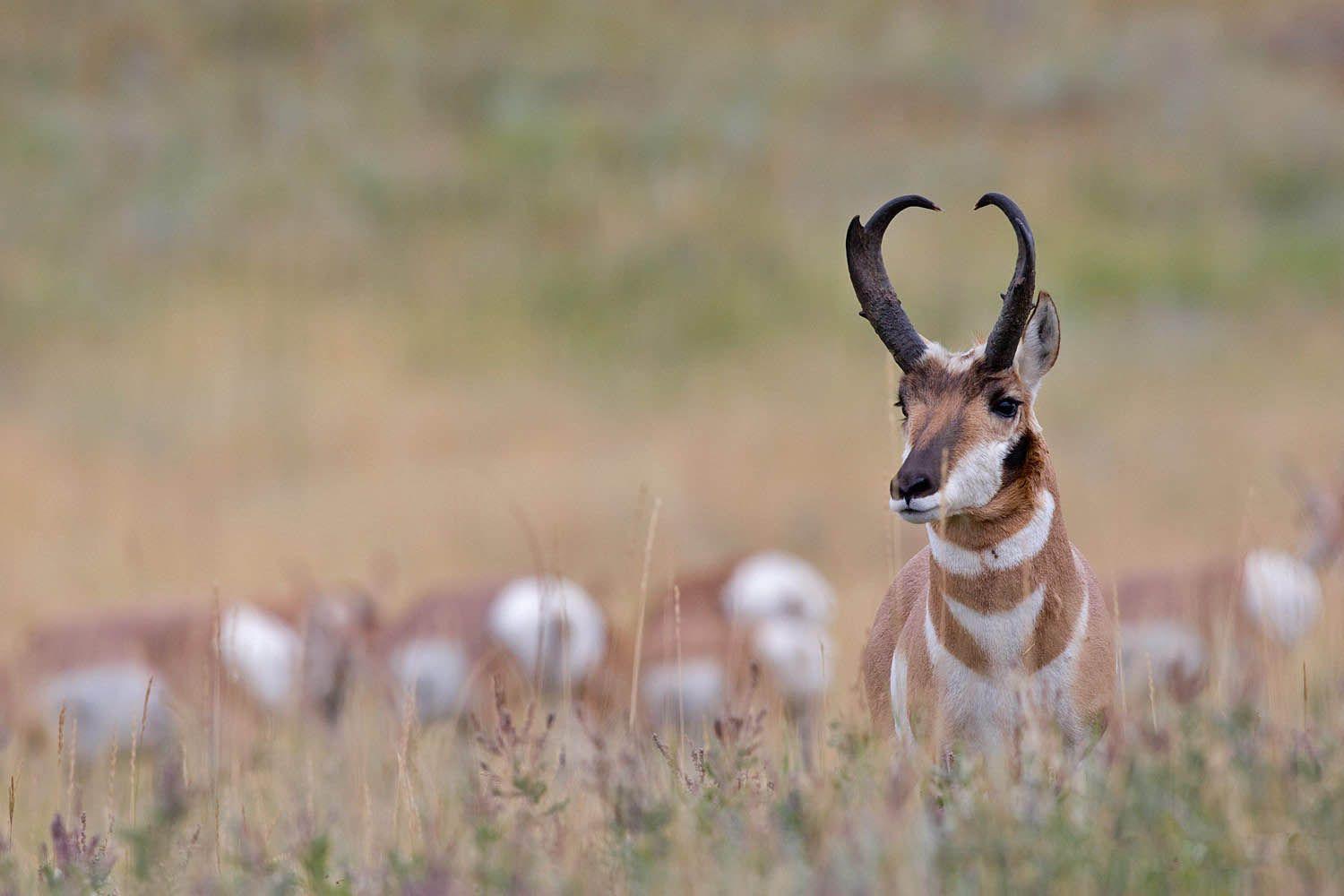 Antelope Wallpapers - Wallpaper Cave