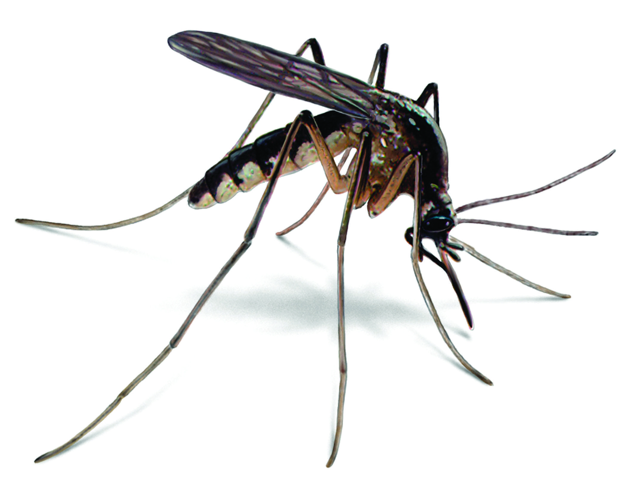 1327x691px Desktop image of Mosquito 4