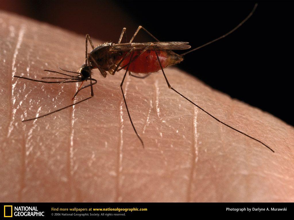 Mosquito Picture, Mosquito Desktop Wallpaper, Free Wallpaper