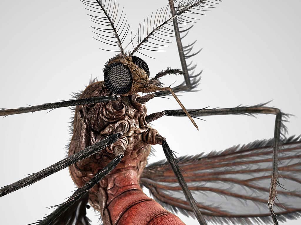 Free Mosquito Wallpaper download