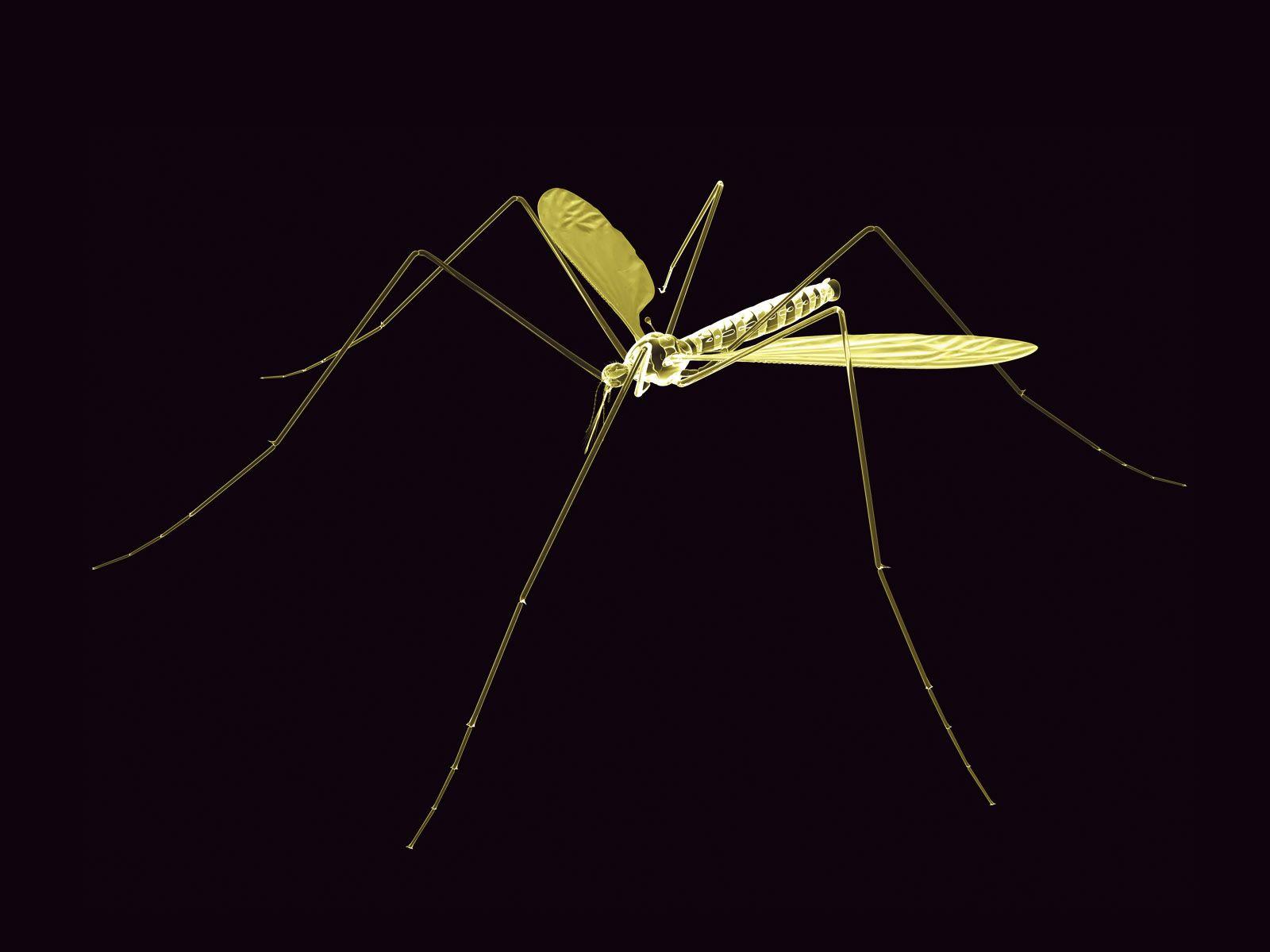 Neon Mosquito wallpaper. Neon Mosquito