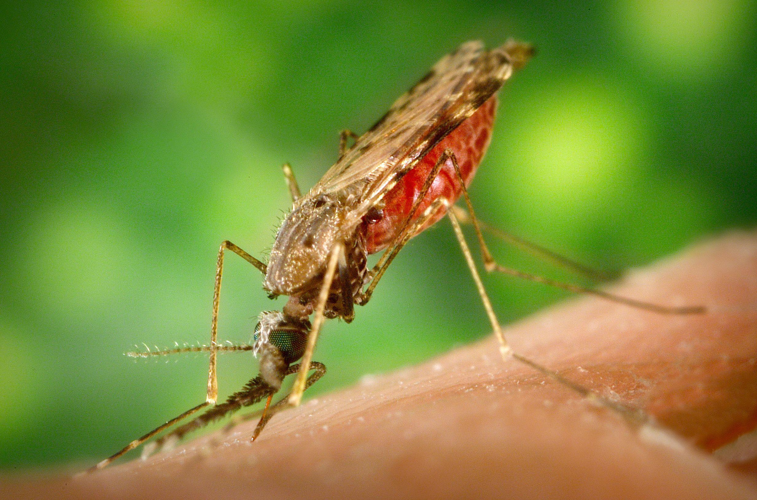mosquito malaria wallpaper