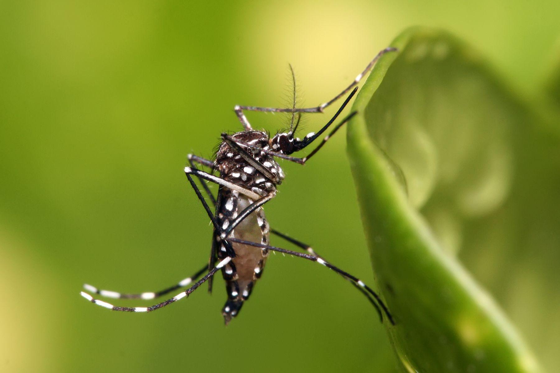 mosquito borne diseases
