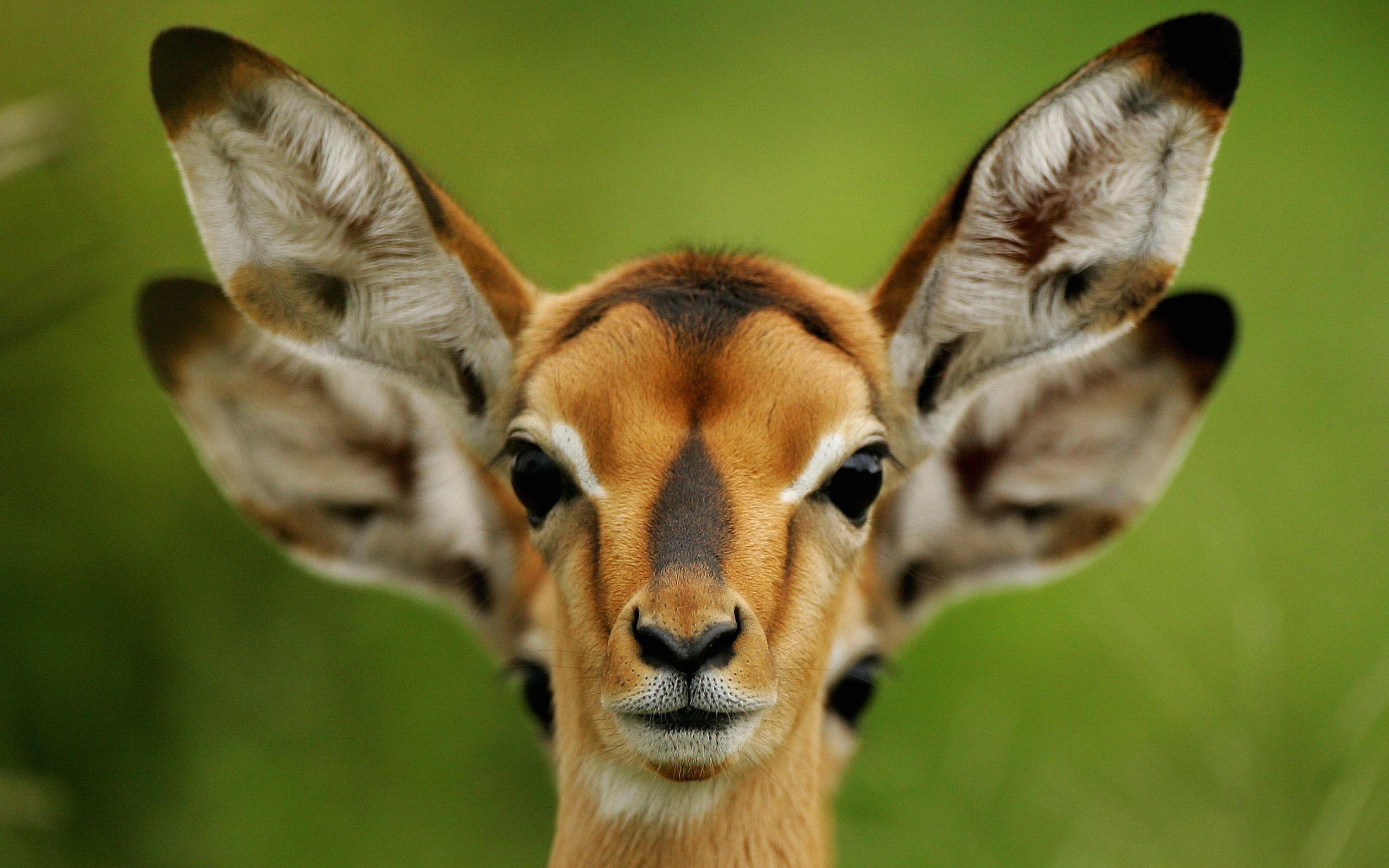 Antelope wallpaper and image, picture, photo