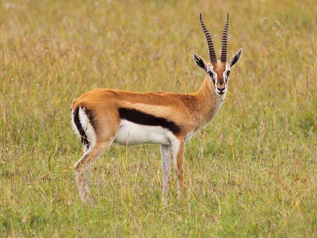 Antelope Animals Picture Latest HD Photo Free Download